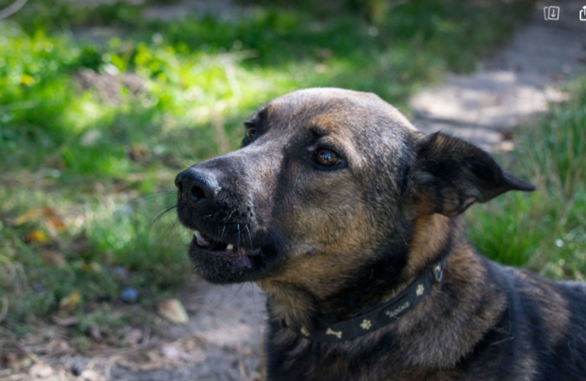 Adoption Rex