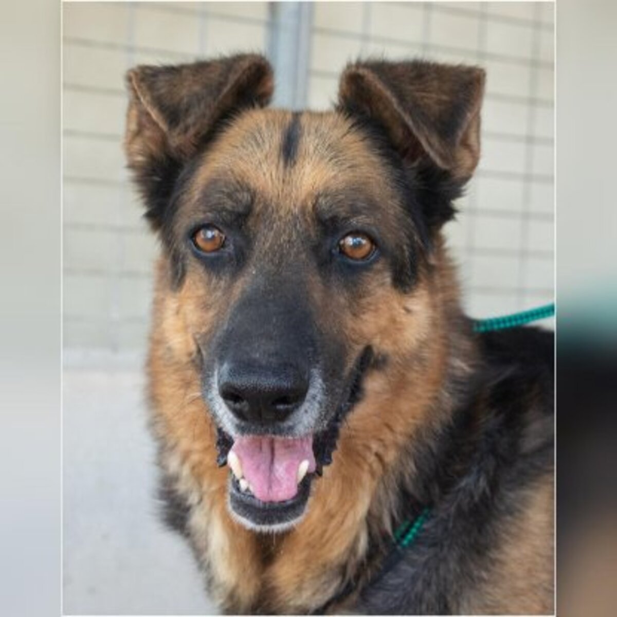 Adoption Rey