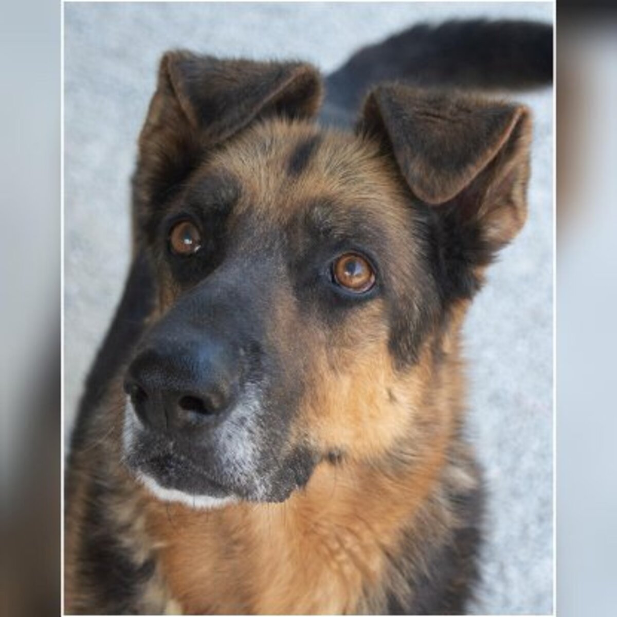 Adoption Rey