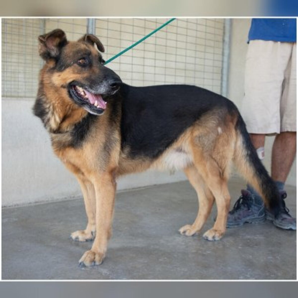 Adoption Rey