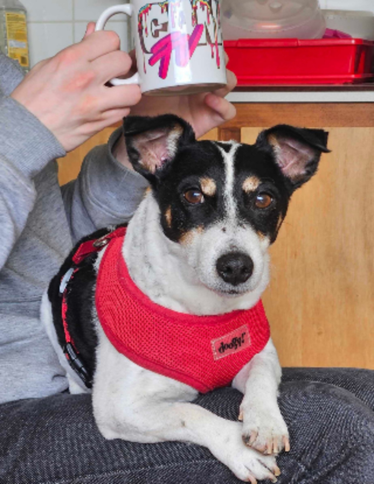 Adoption Ricky