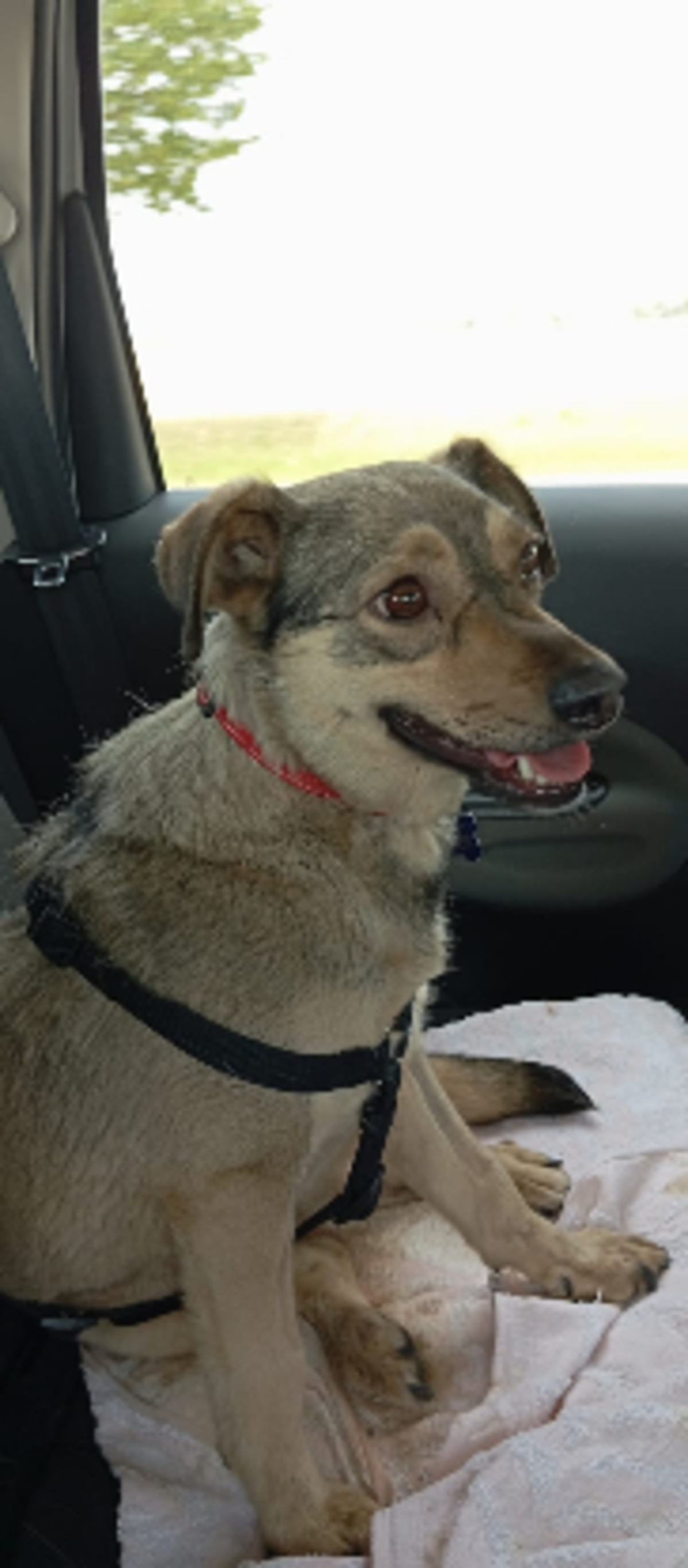 Adoption Rinah