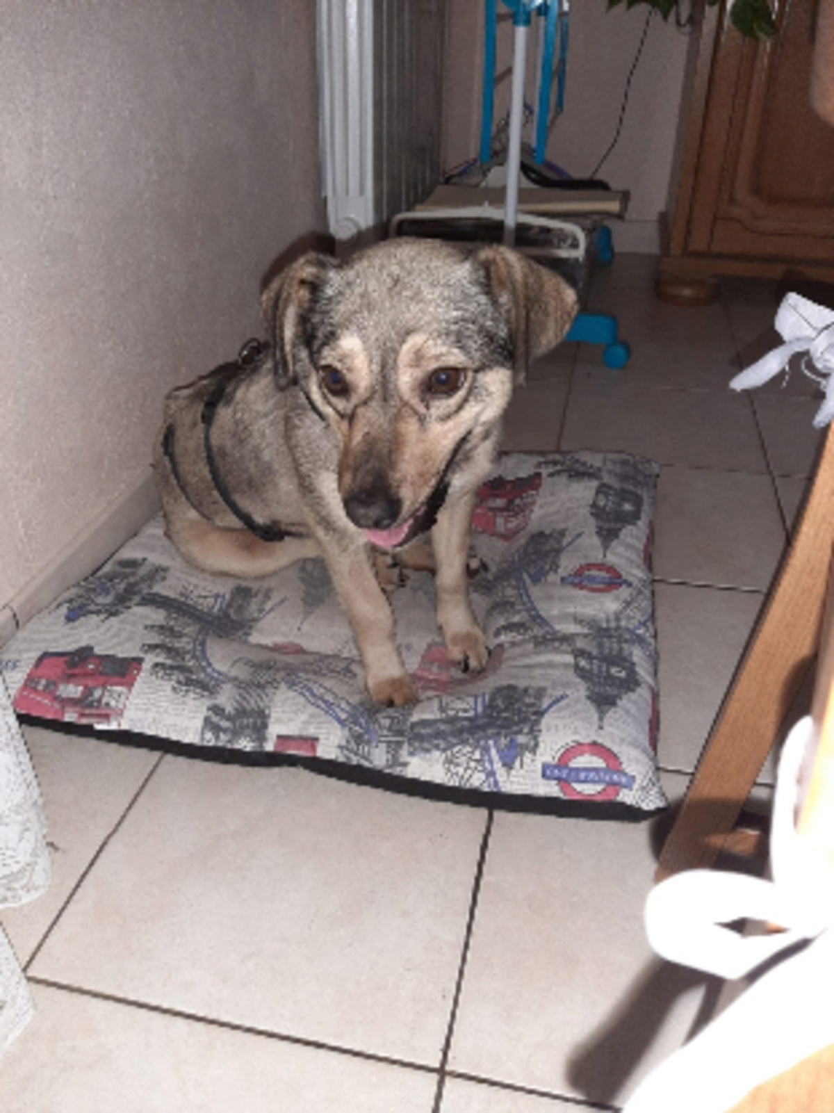 Adoption Rinah