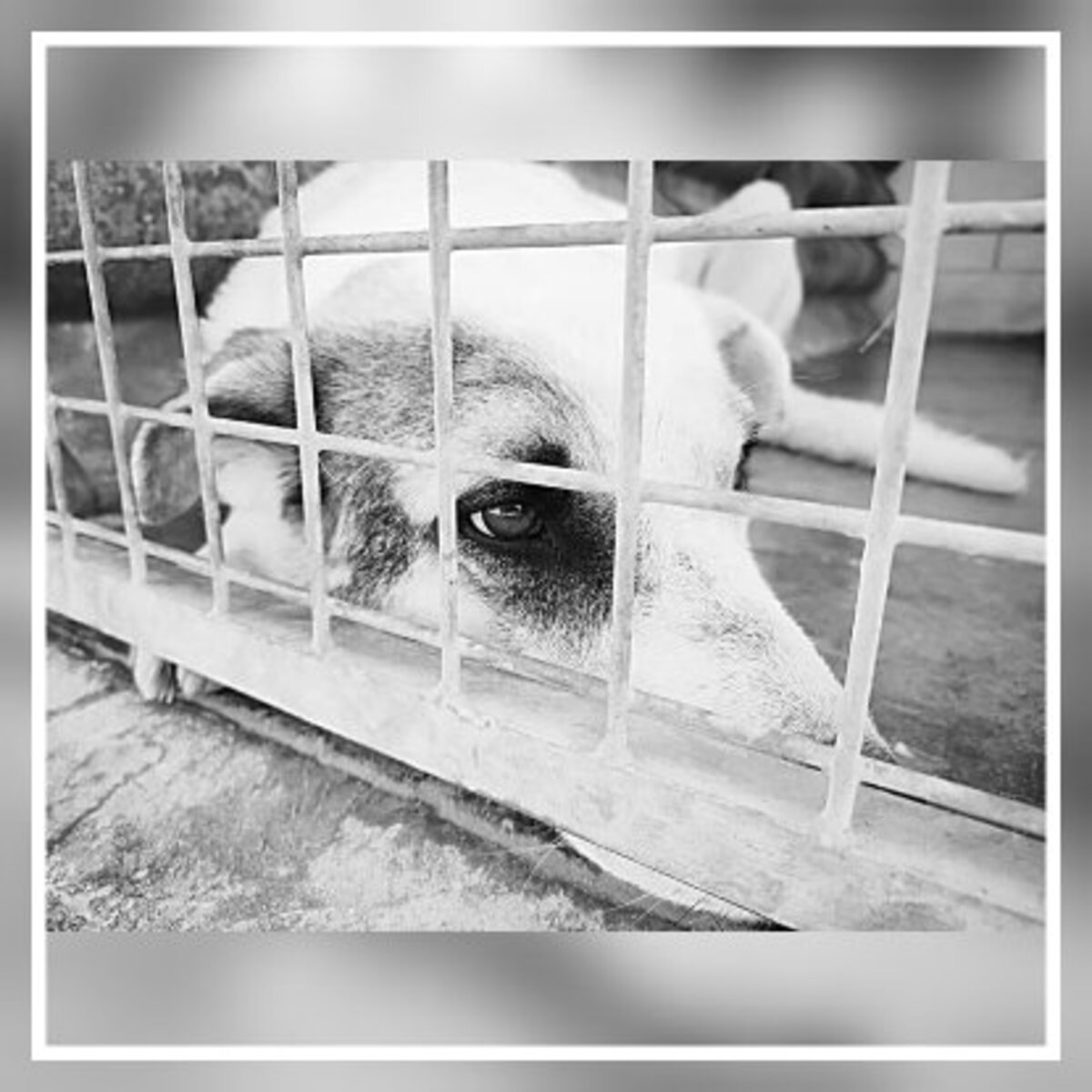 Adoption Rio