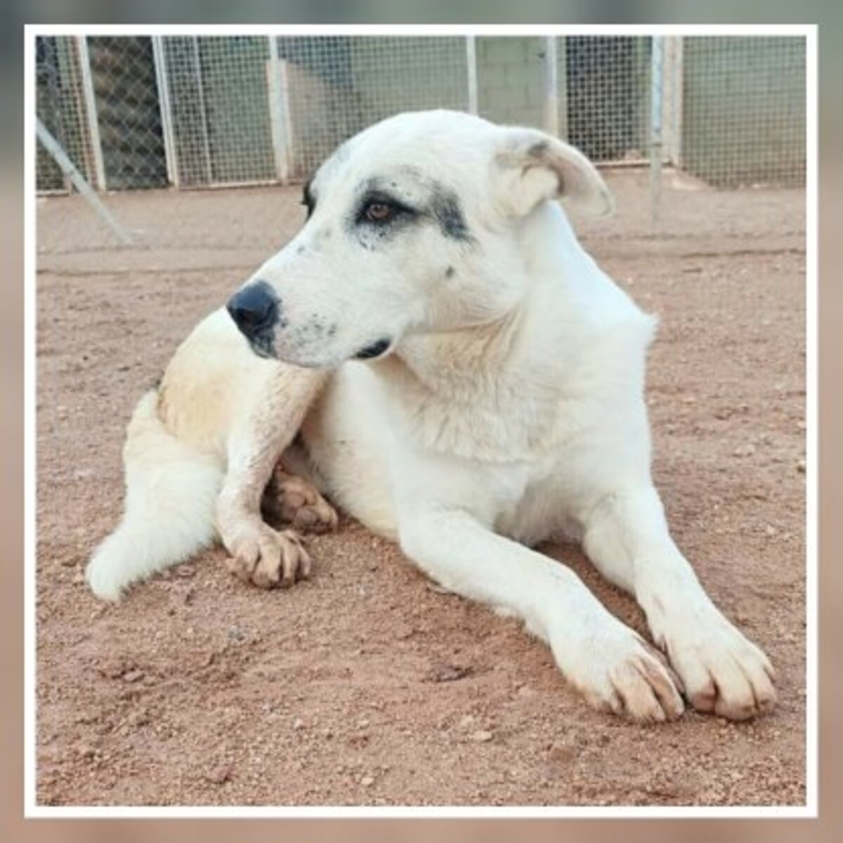 Adoption Rio