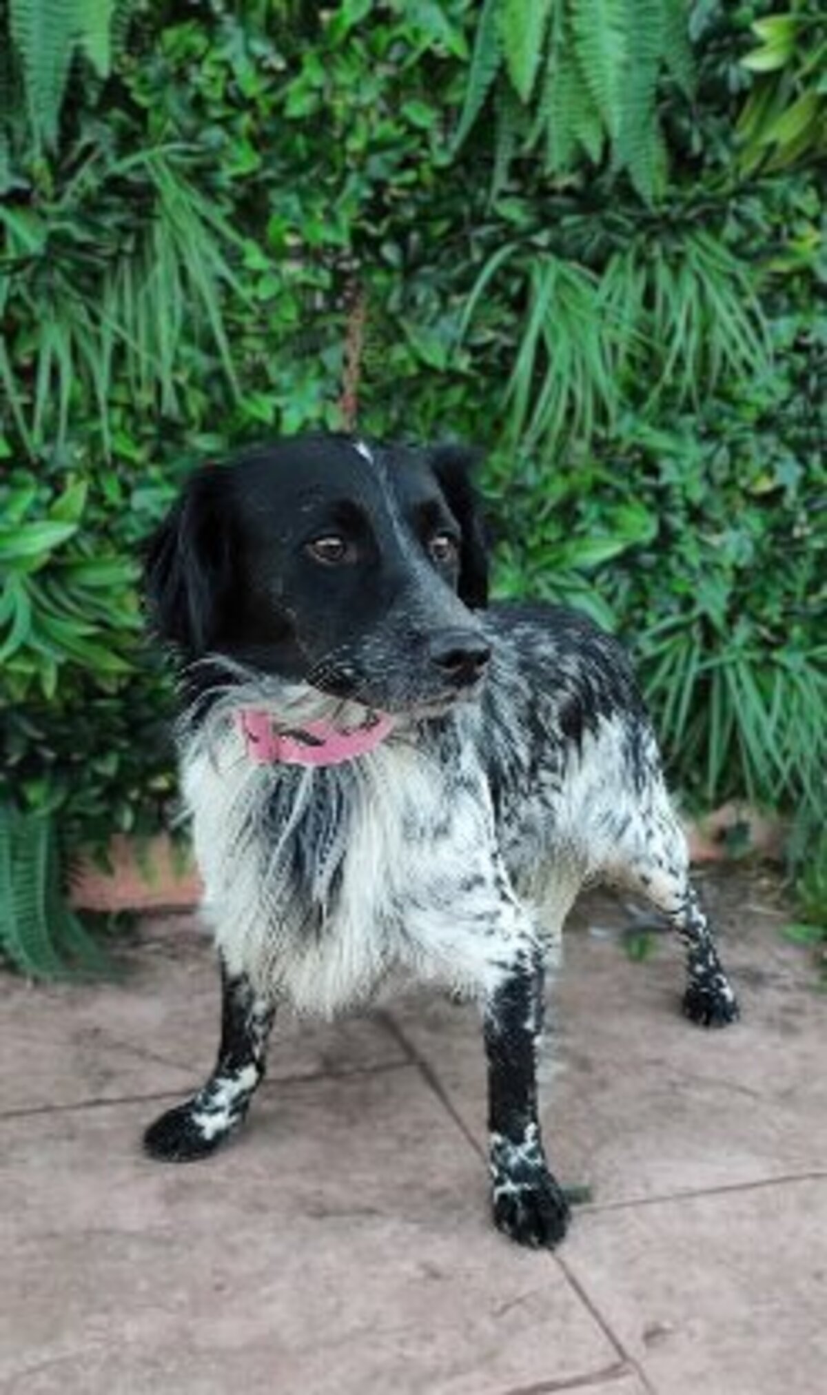 Adoption Riordan