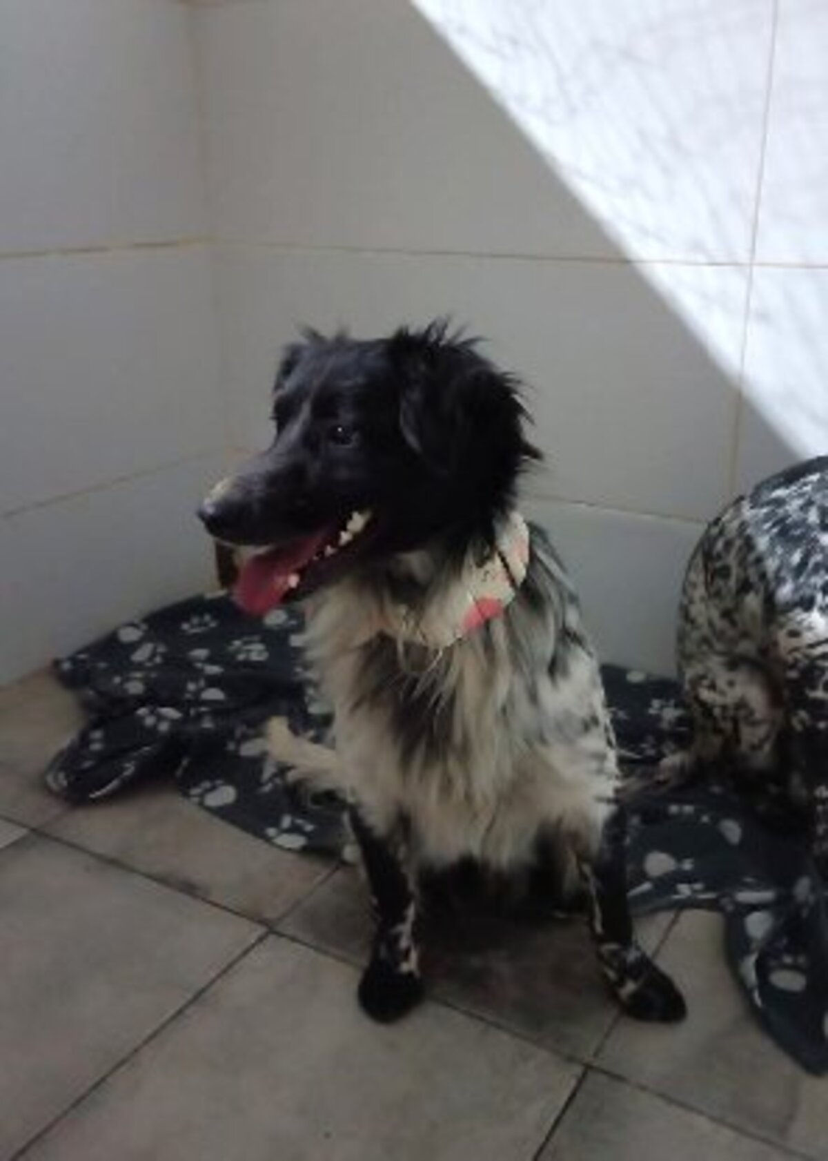 Adoption Riordan
