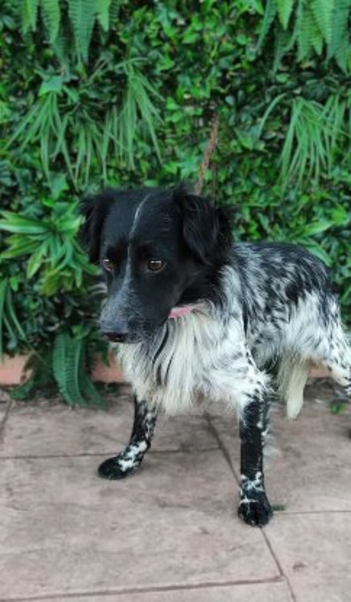 Adoption Riordan