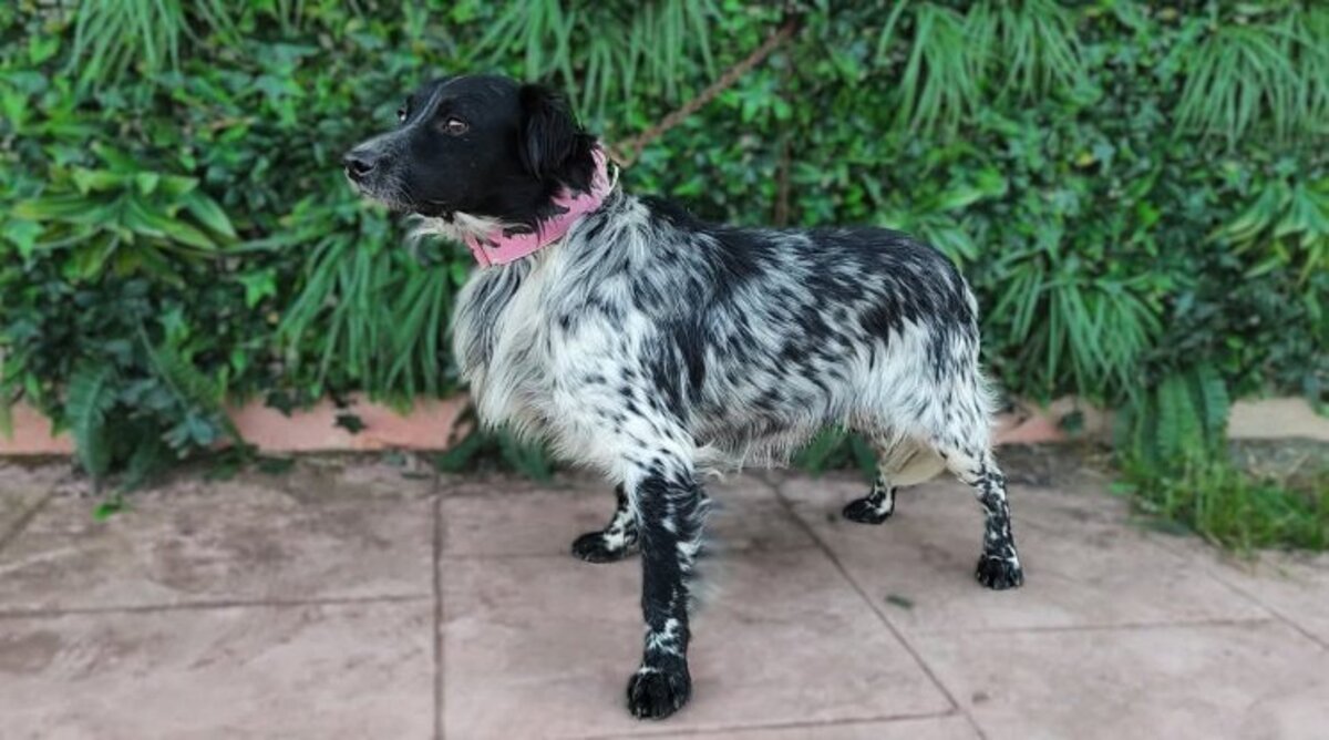 Adoption Riordan