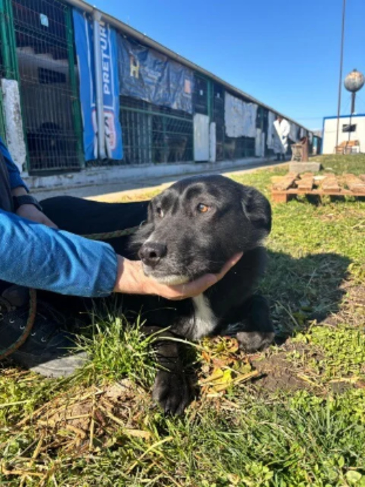 Adoption Riri