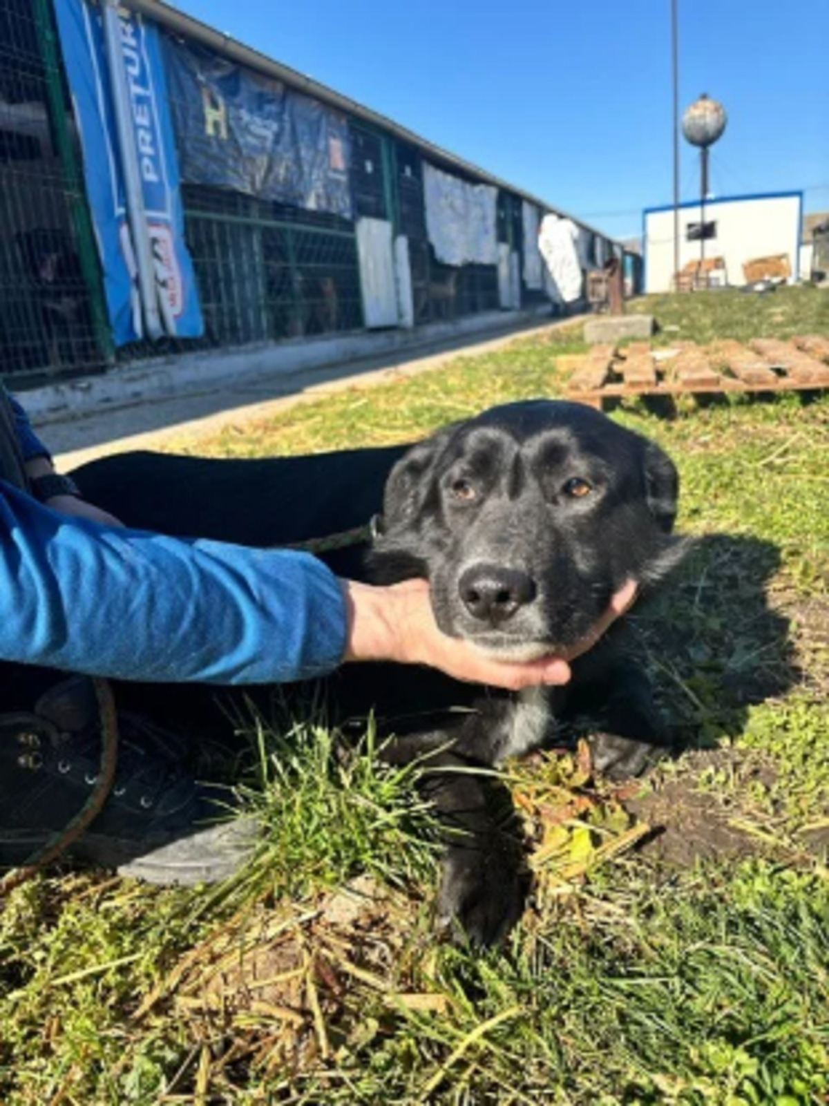 Adoption Riri