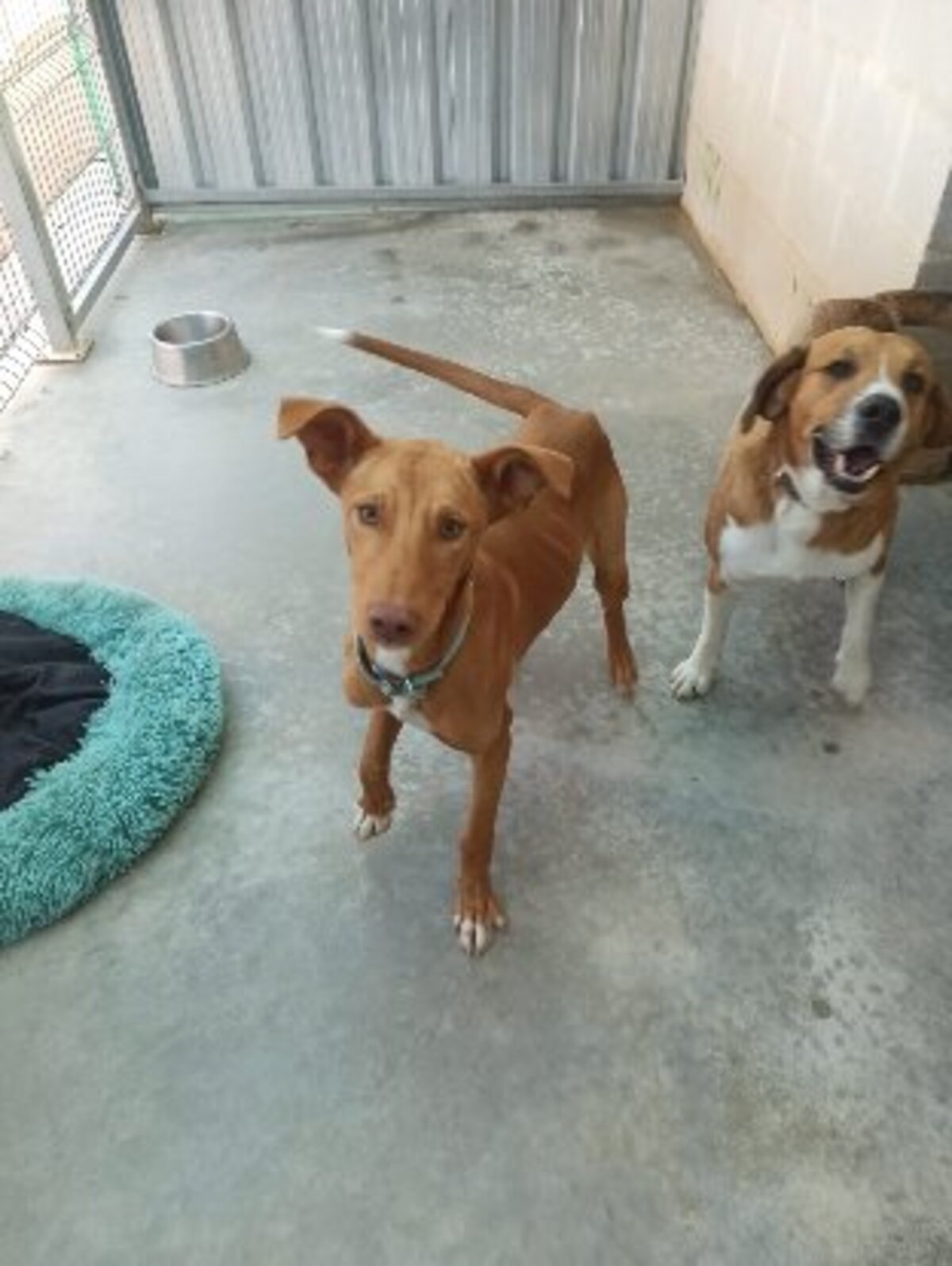 Adoption Robert