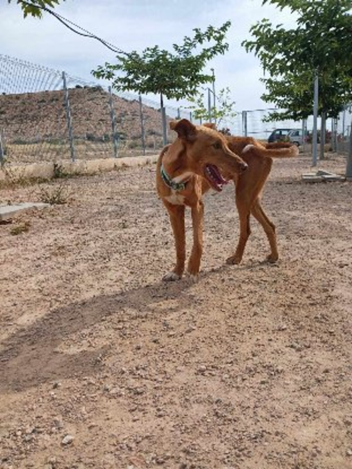 Adoption Robert