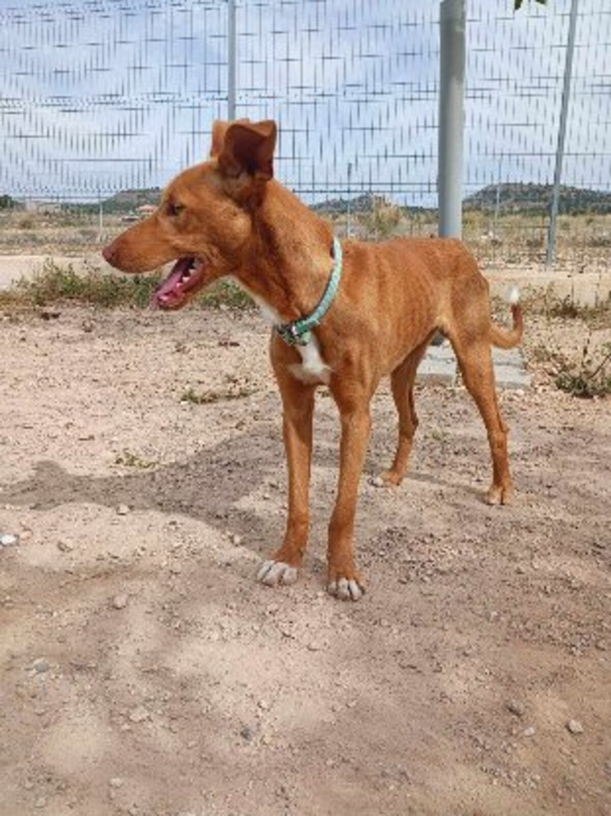 Adoption Robert