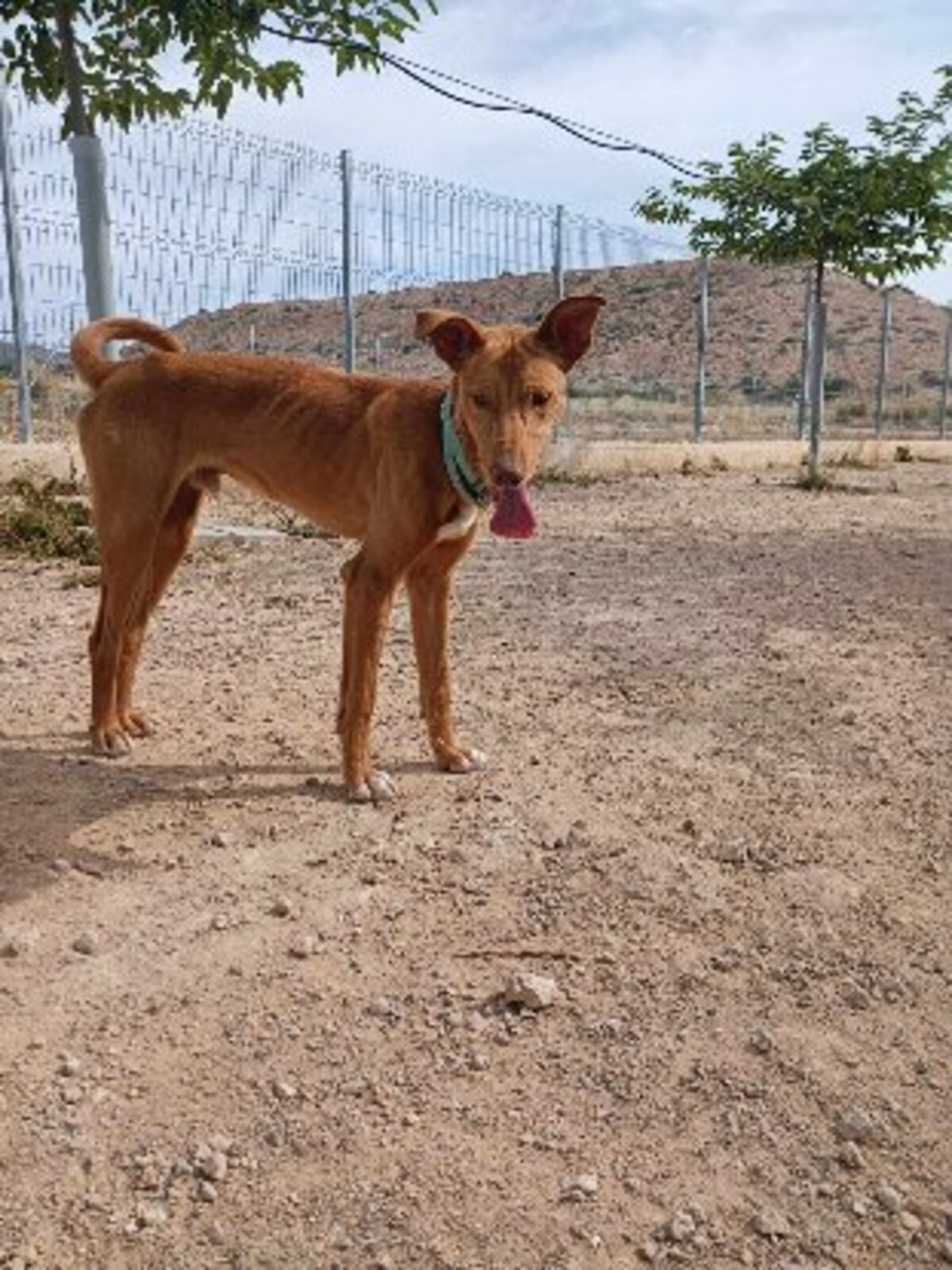 Adoption Robert