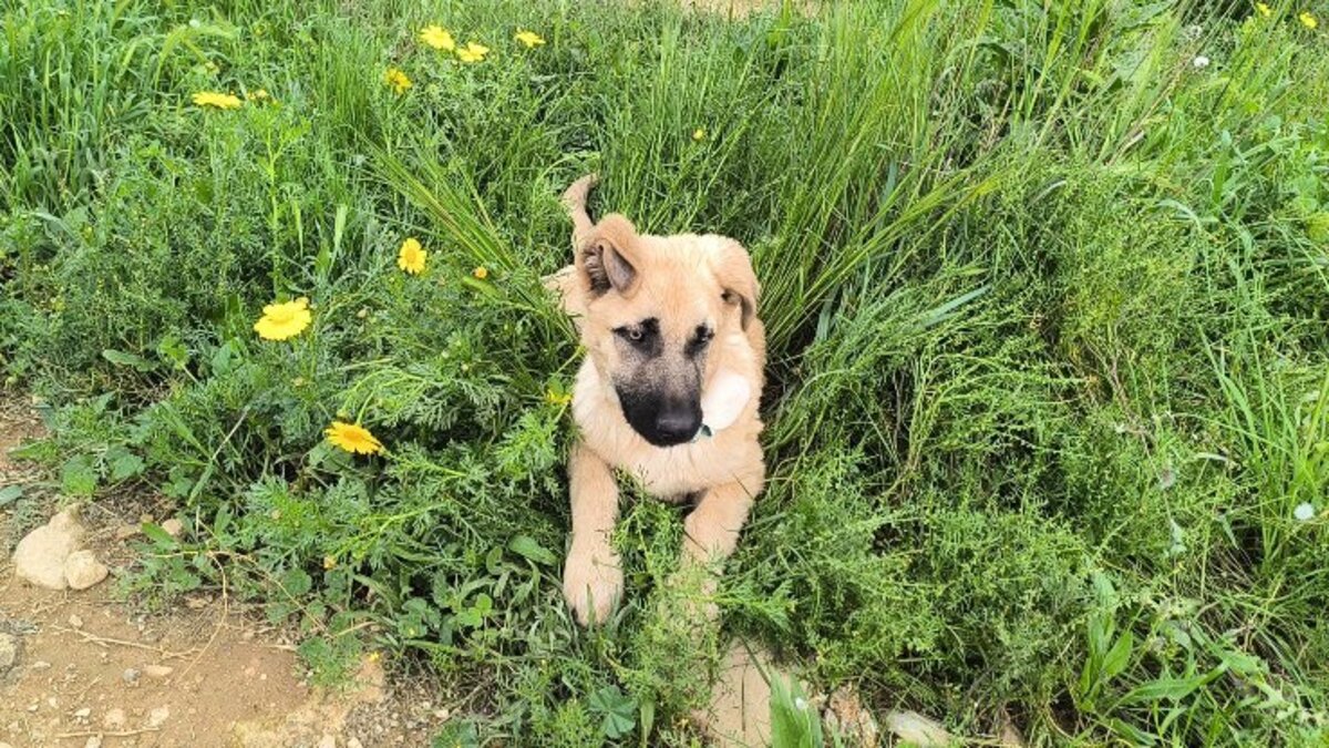 Adoption Rocco
