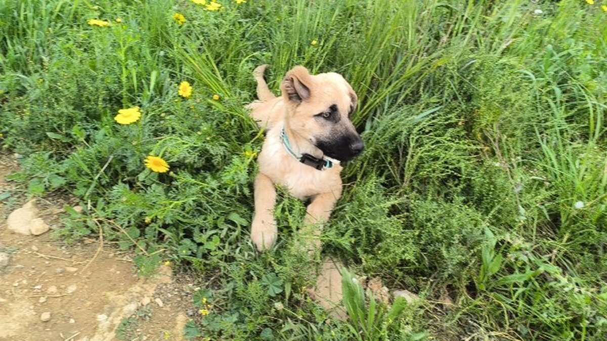 Adoption Rocco