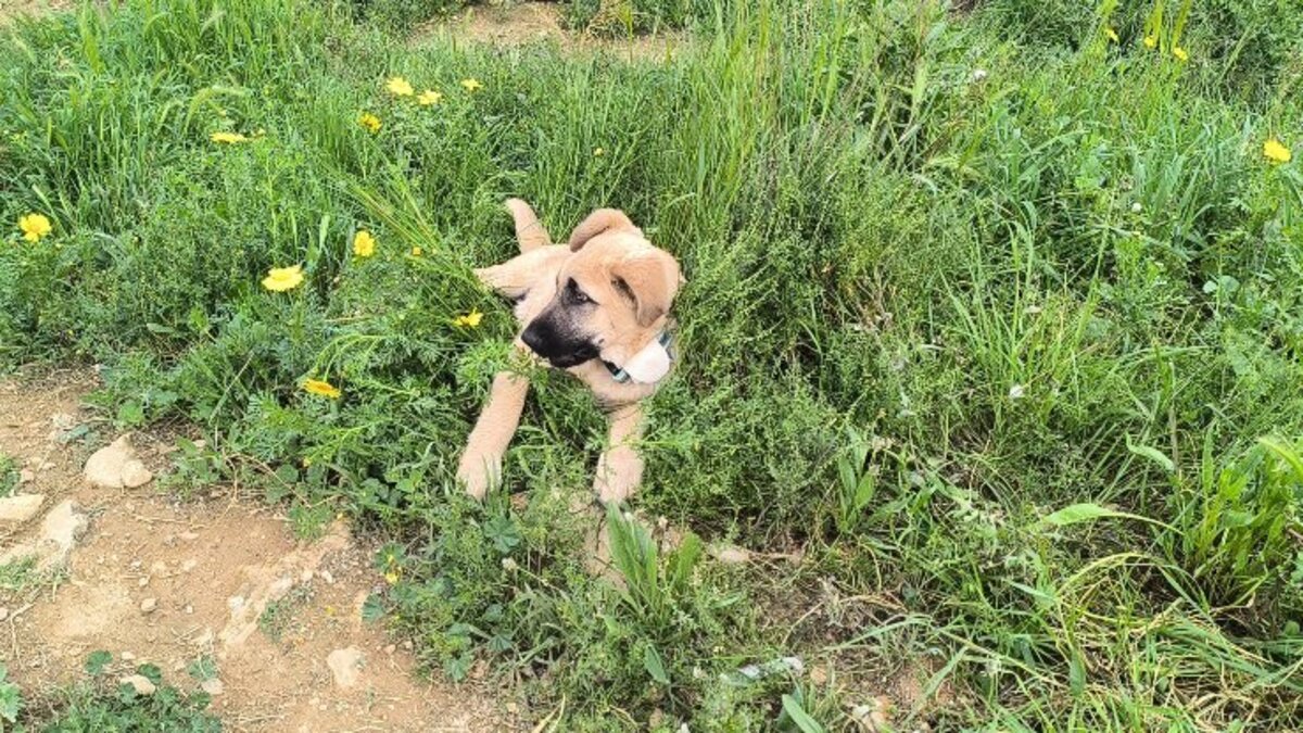 Adoption Rocco