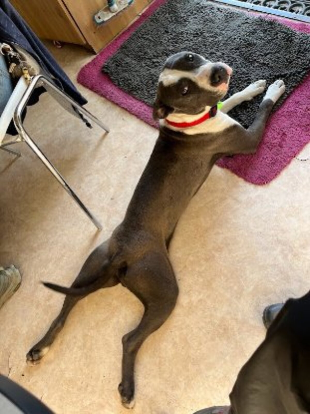Adoption Rocky