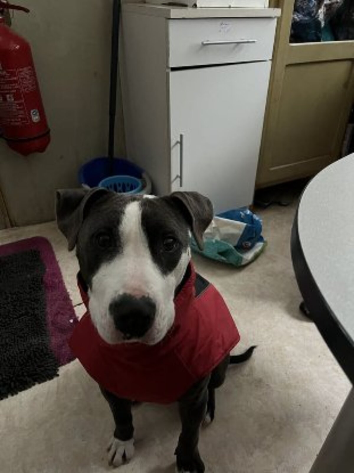 Adoption Rocky