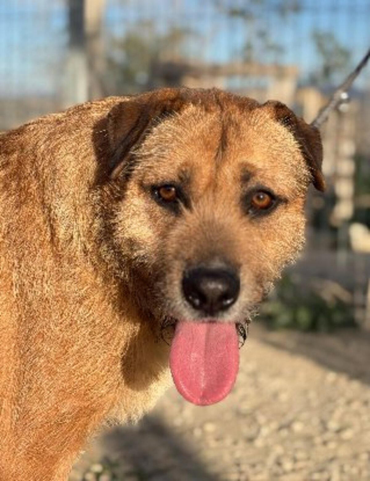 Adoption Rocky