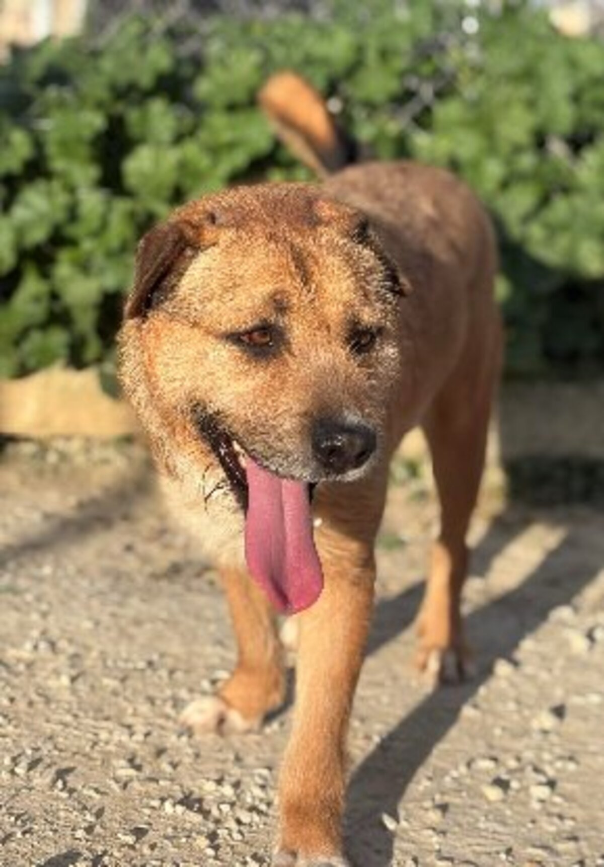Adoption Rocky