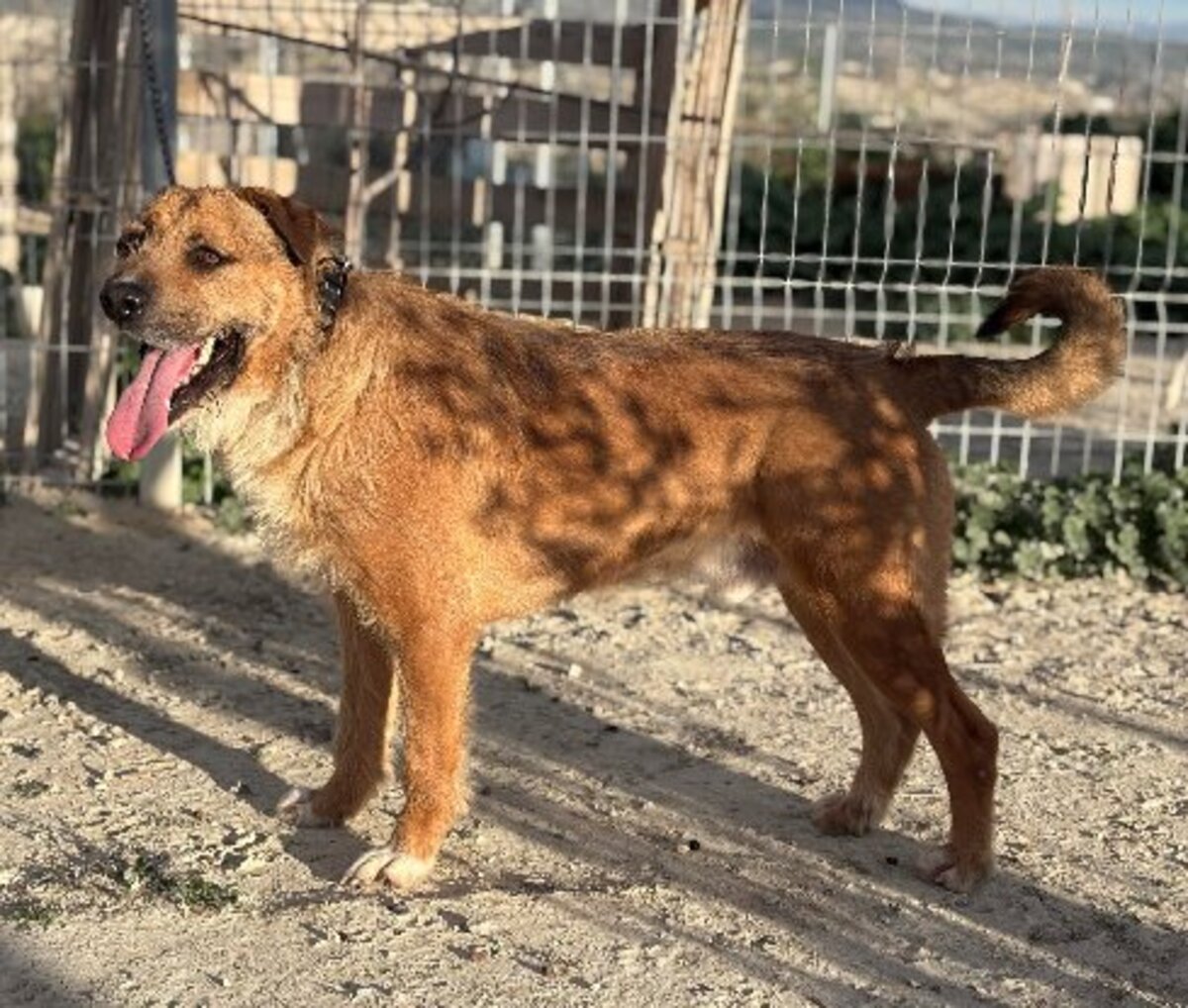 Adoption Rocky