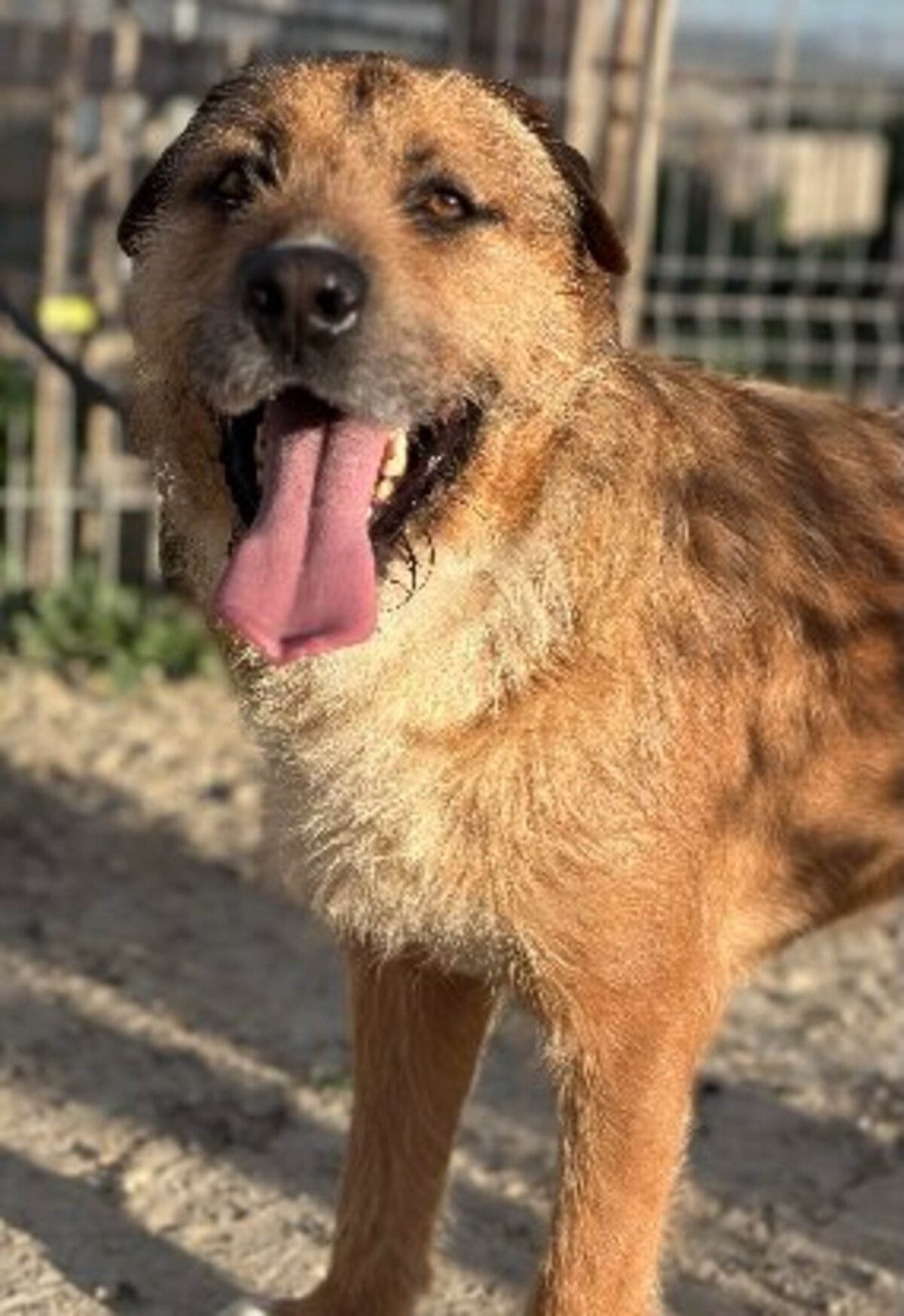 Adoption Rocky