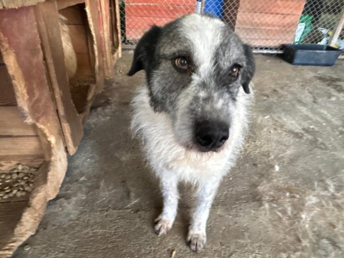 Adoption Roco