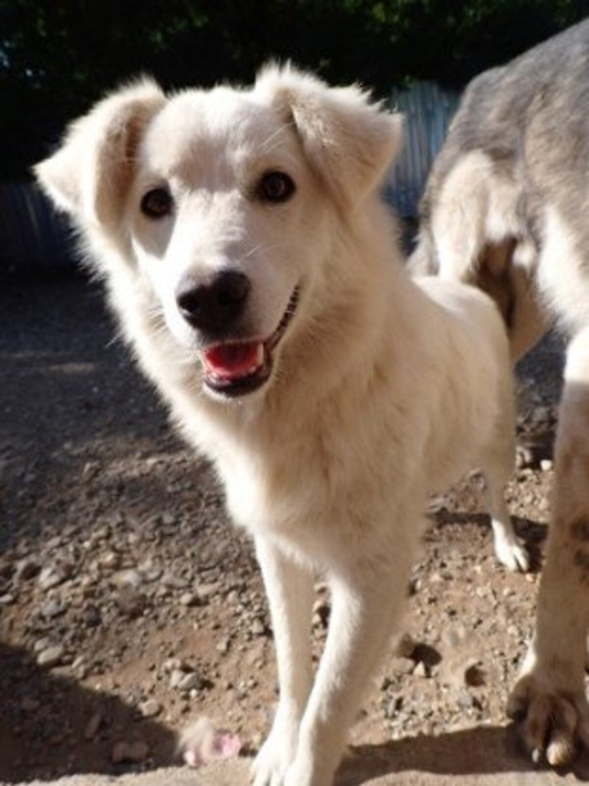Adoption Rodri