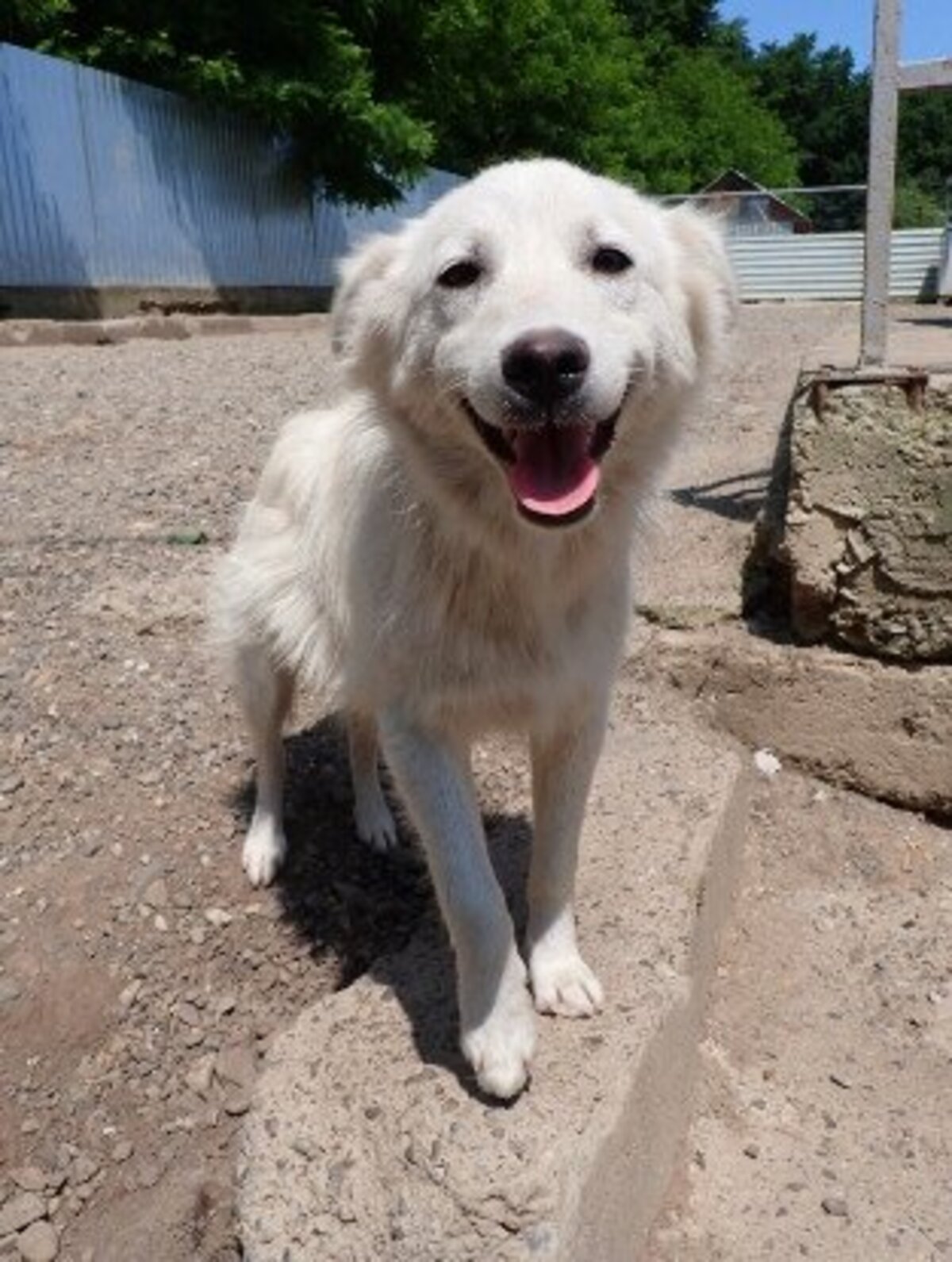 Adoption Rodri