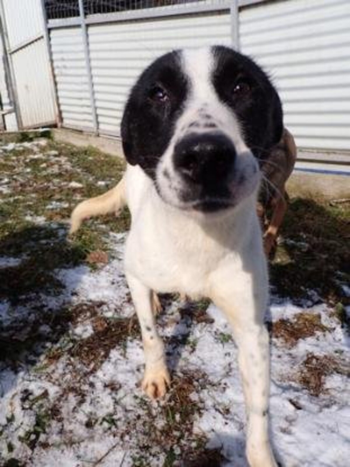 Adoption Rolly