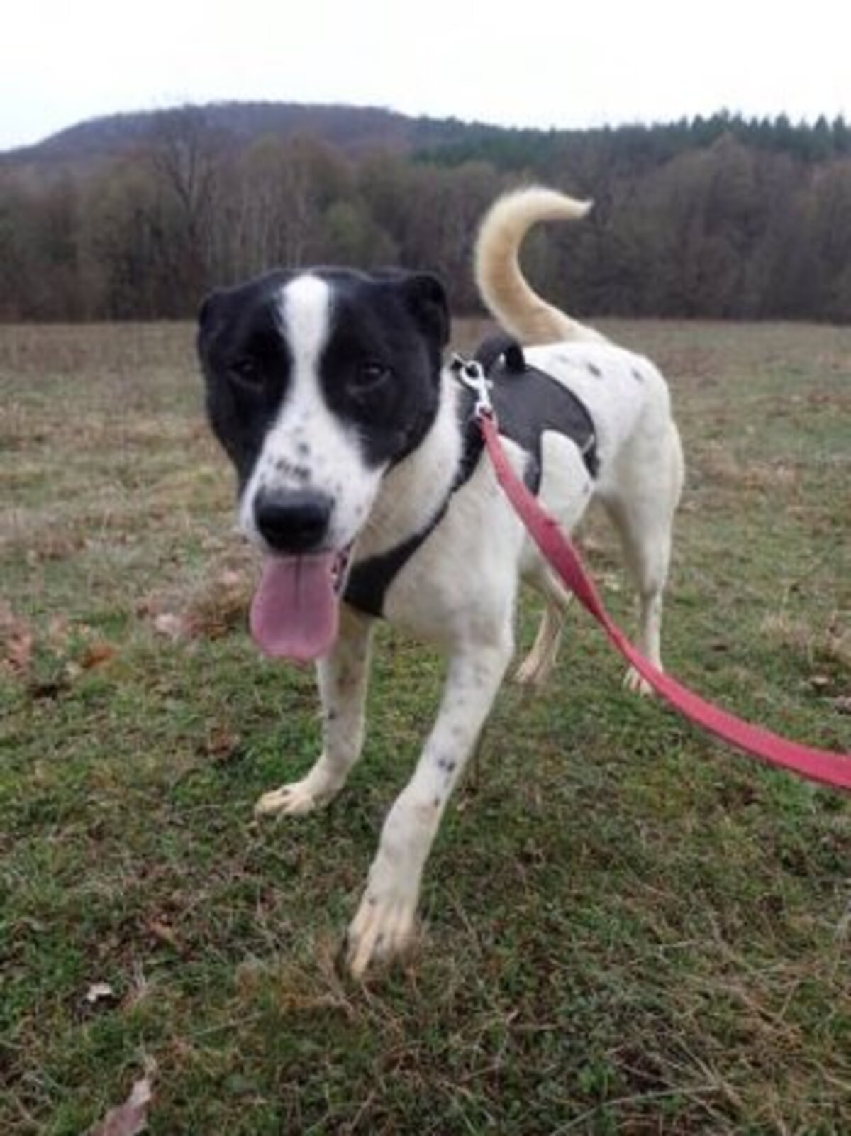 Adoption Rolly