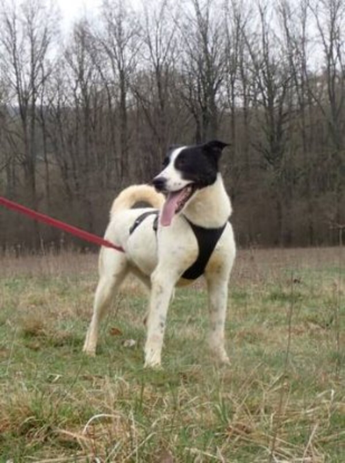 Adoption Rolly