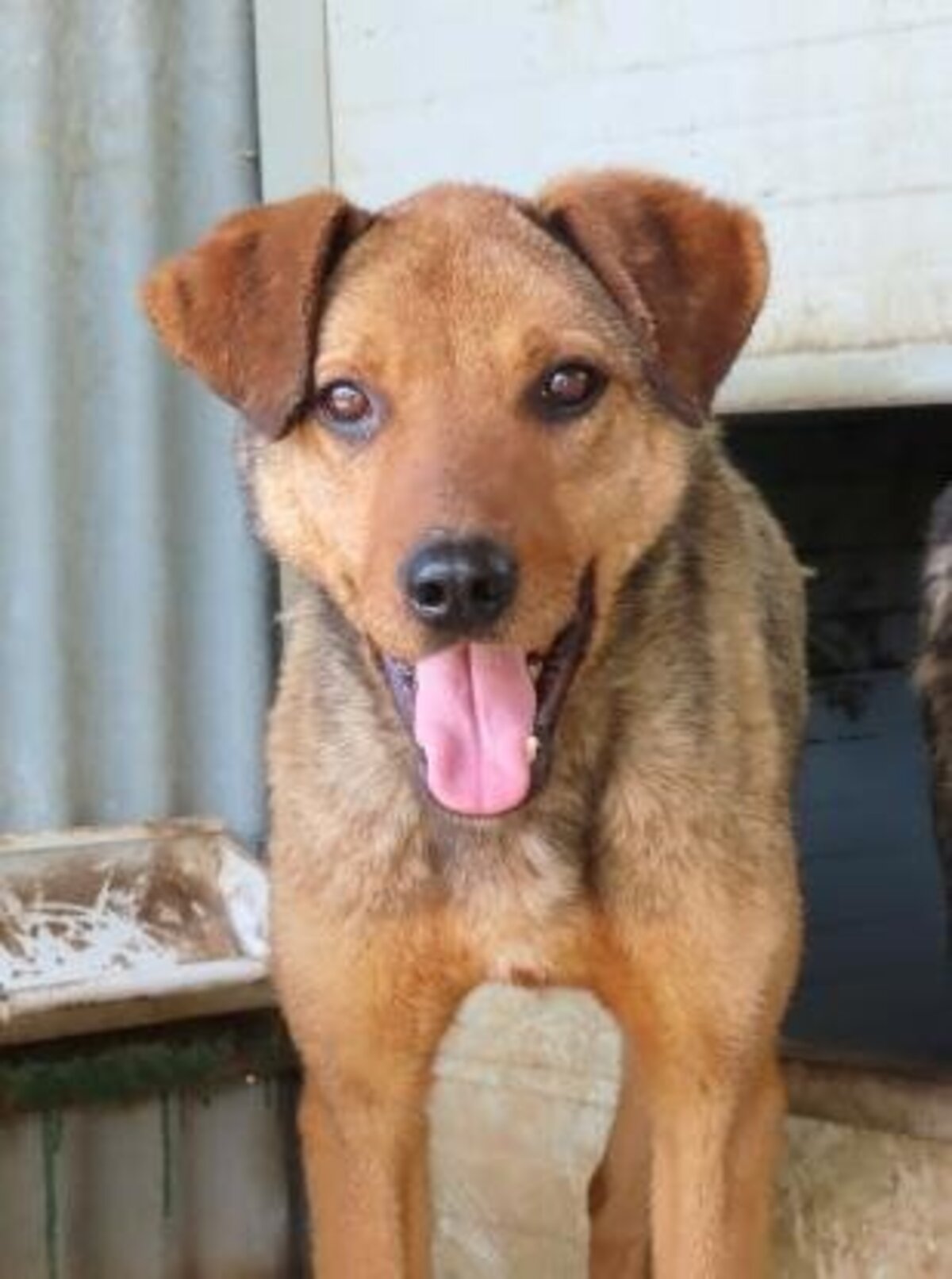 Adoption Roméo
