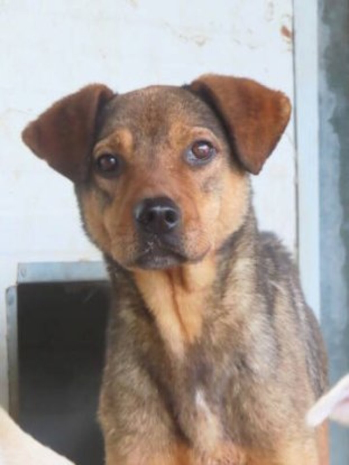 Adoption Roméo