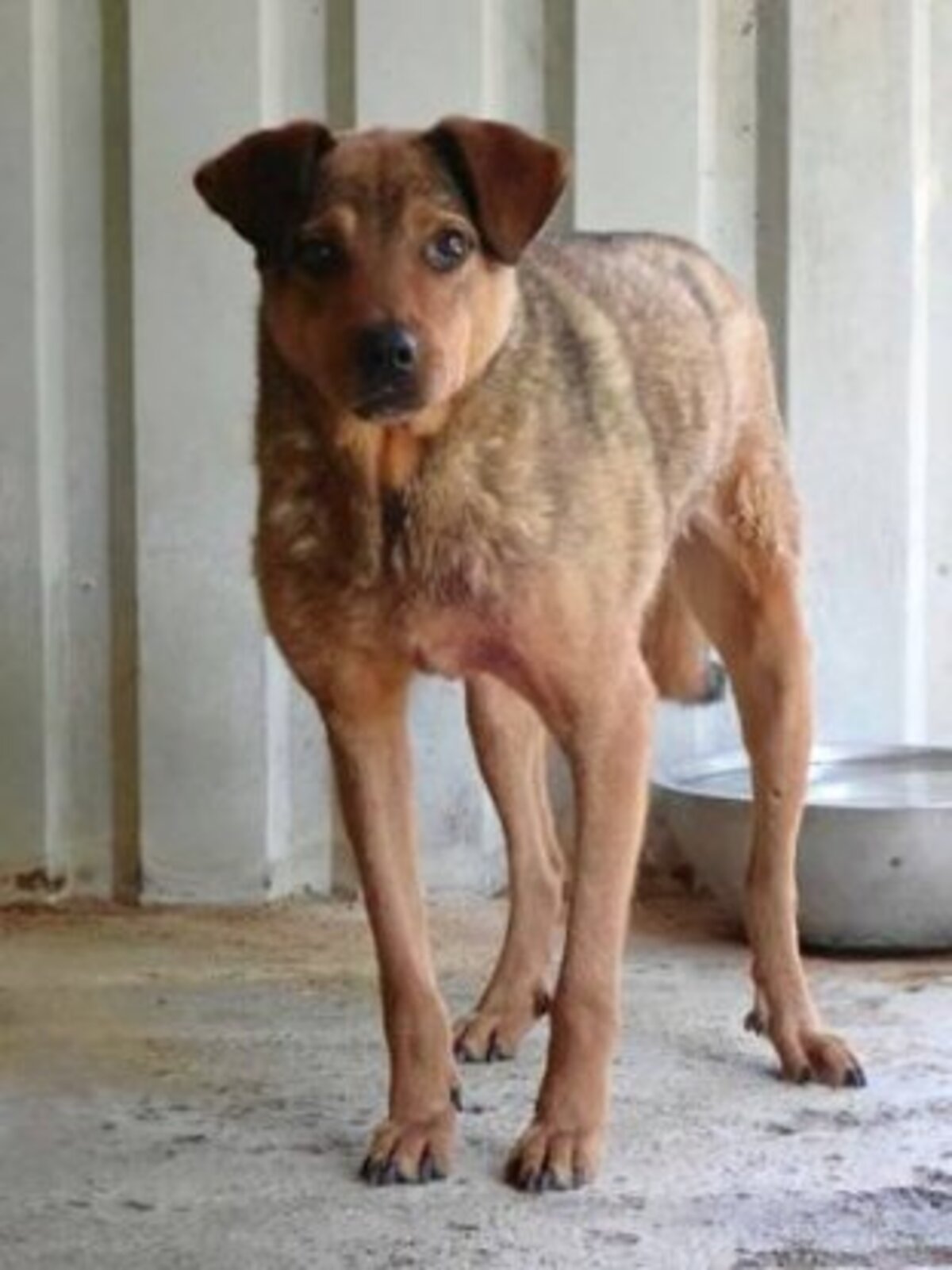 Adoption Roméo