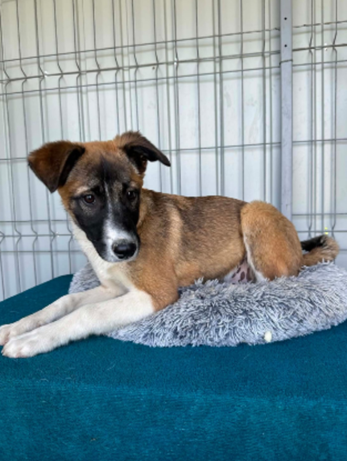 Adoption Roméo