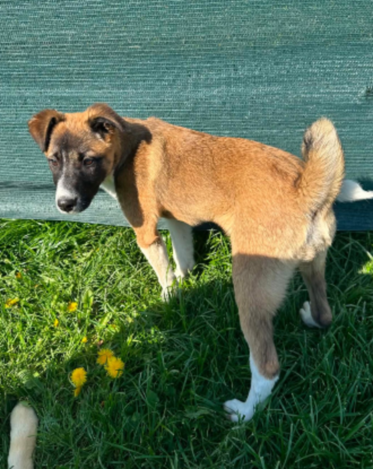 Adoption Roméo
