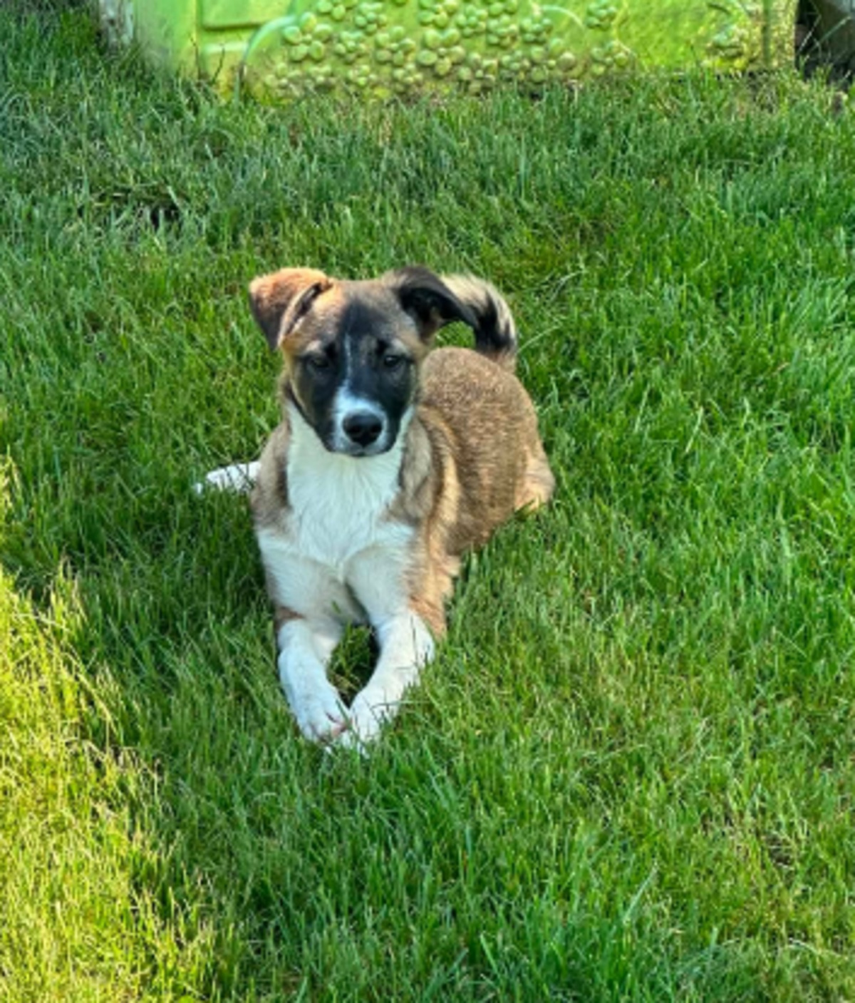 Adoption Roméo