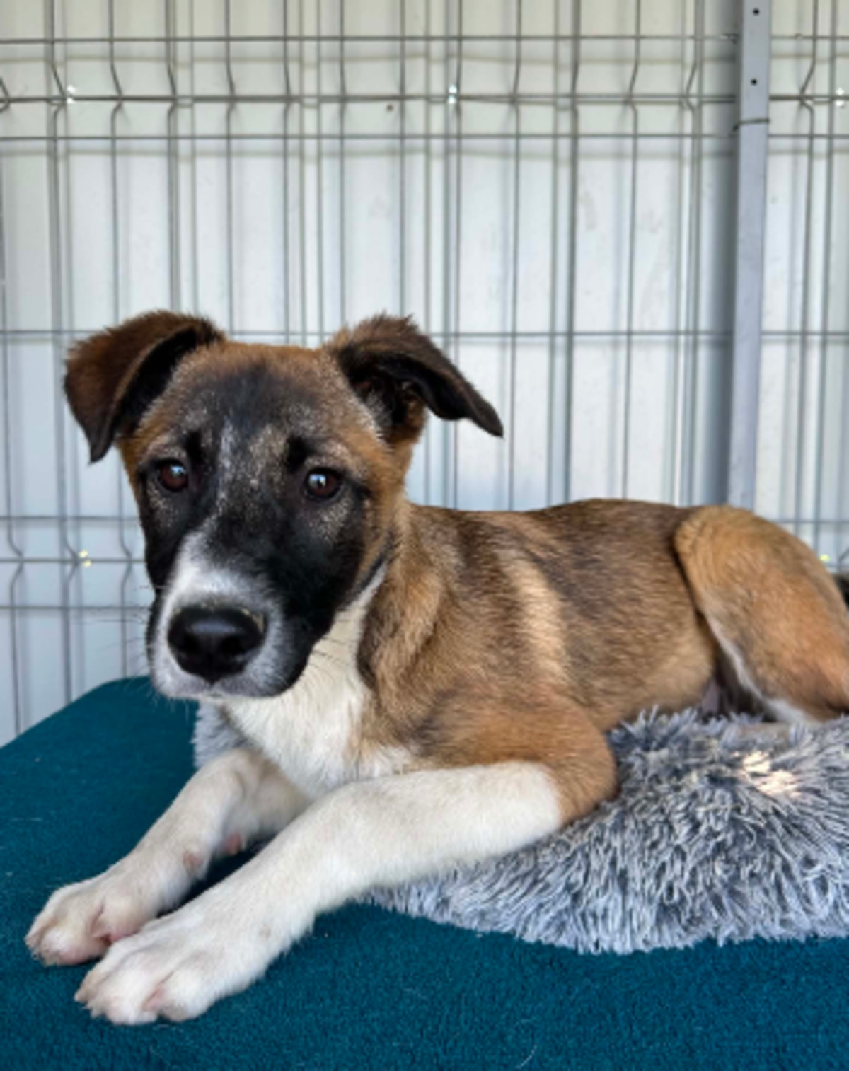 Adoption Roméo