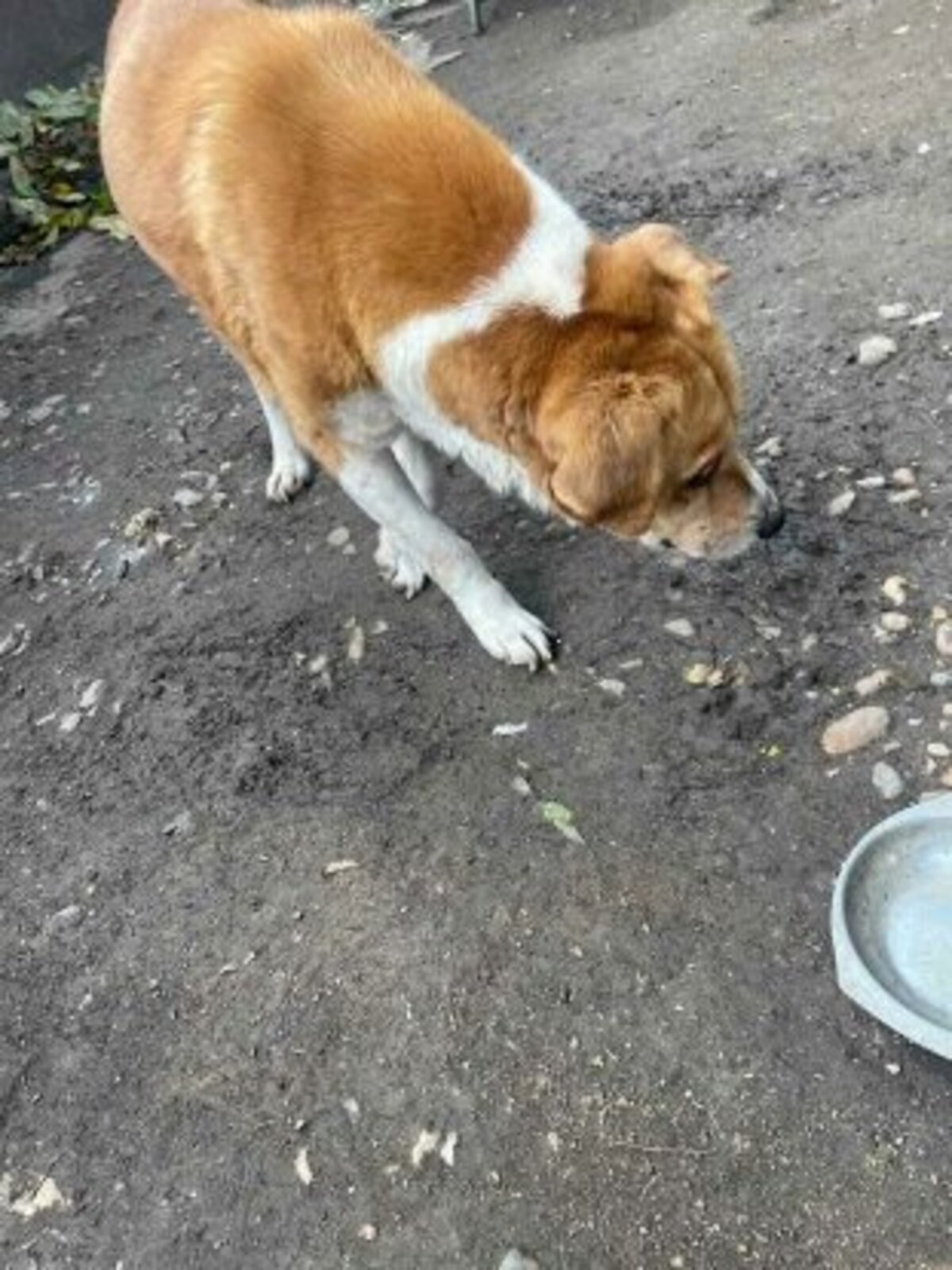 Adoption Roméo2