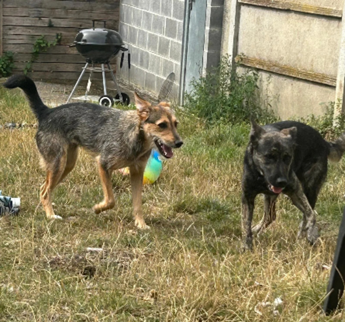 Adoption Romie