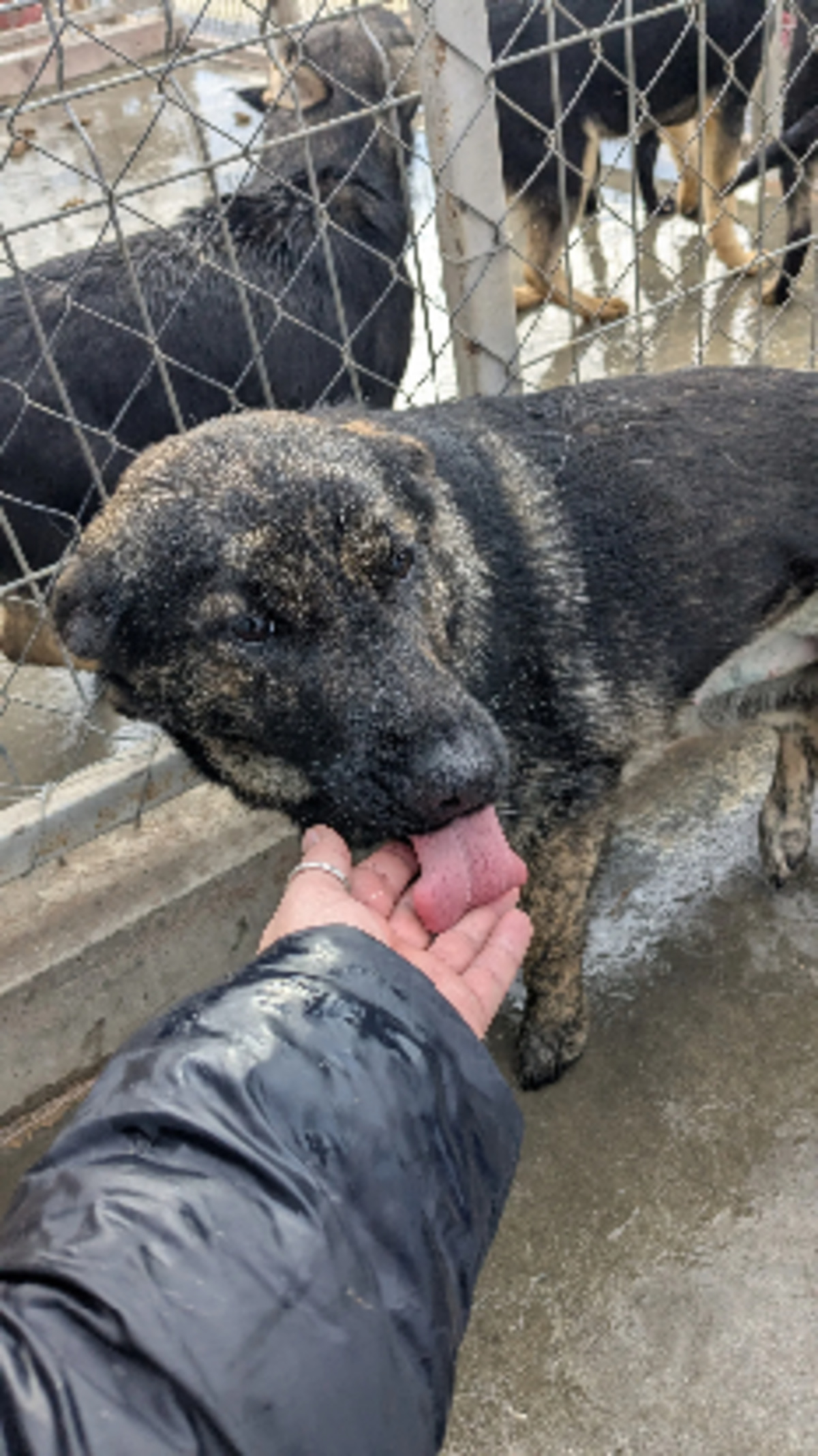 Adoption Romie