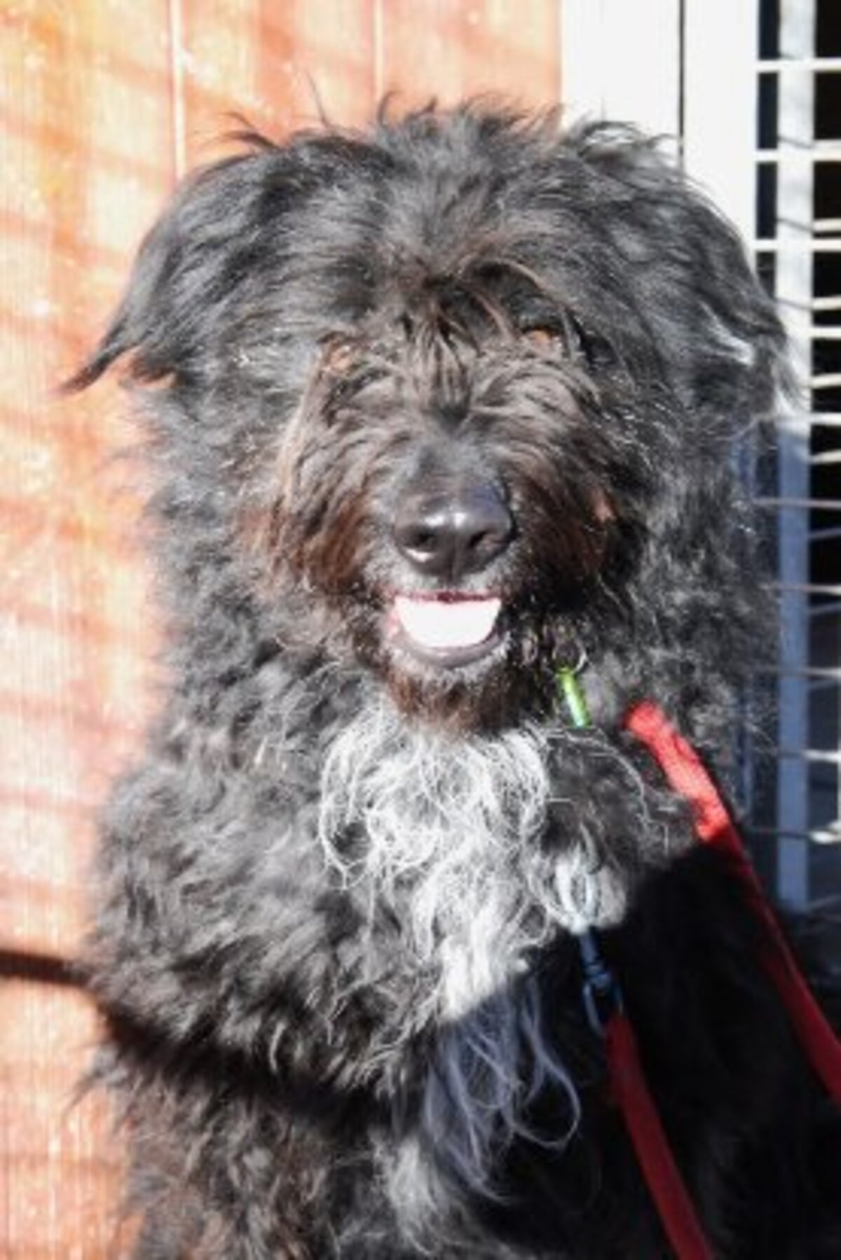 Adoption Rona