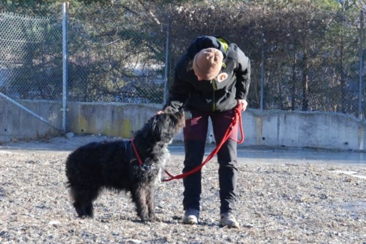 Adoption Rona