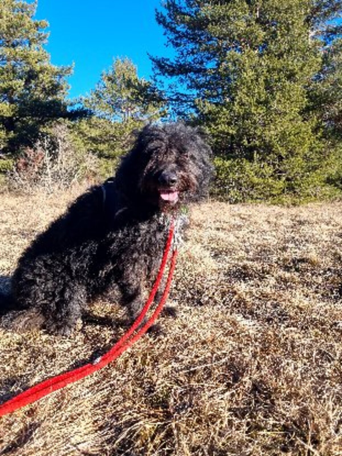 Adoption Rona