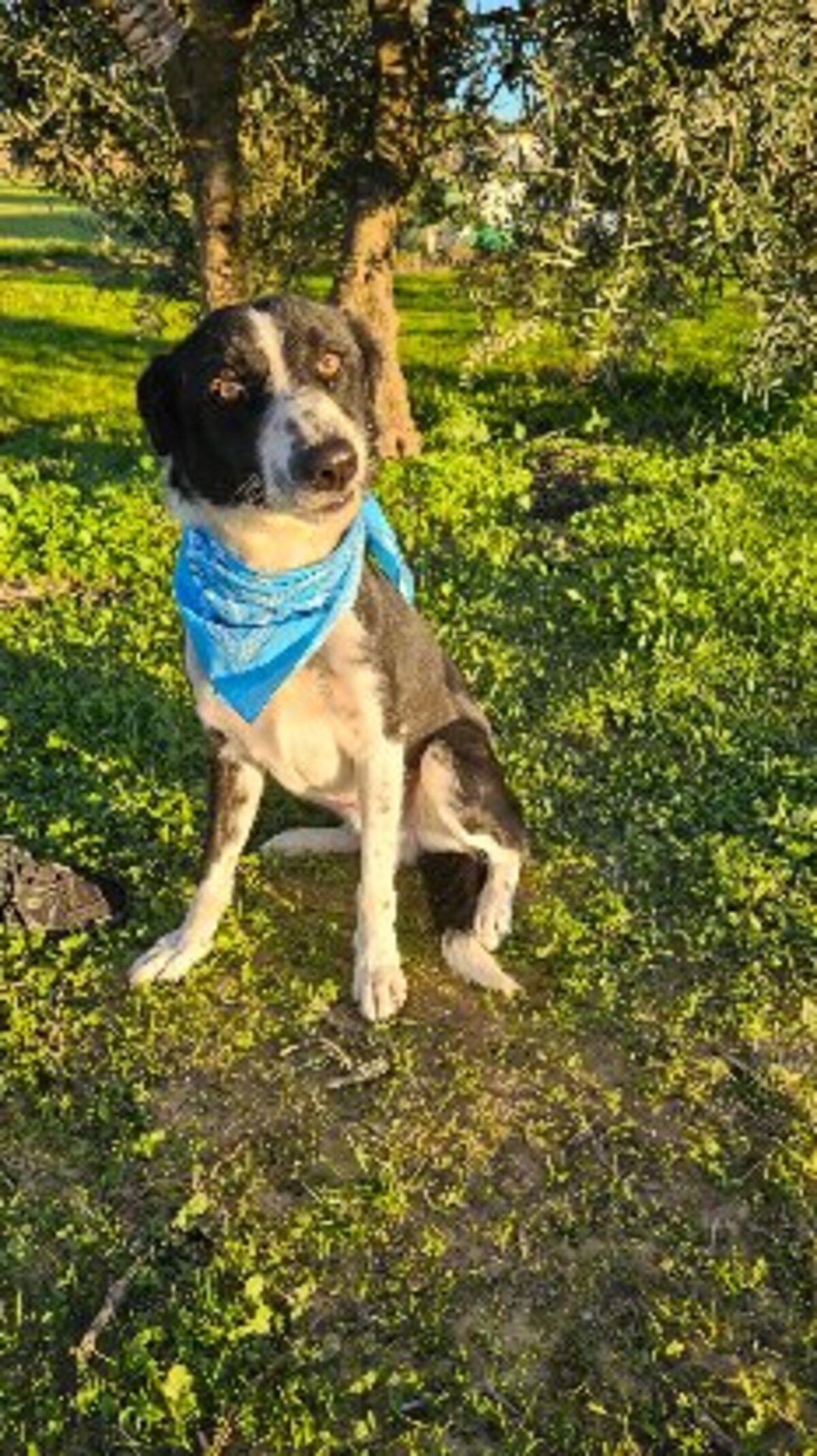 Adoption Rony