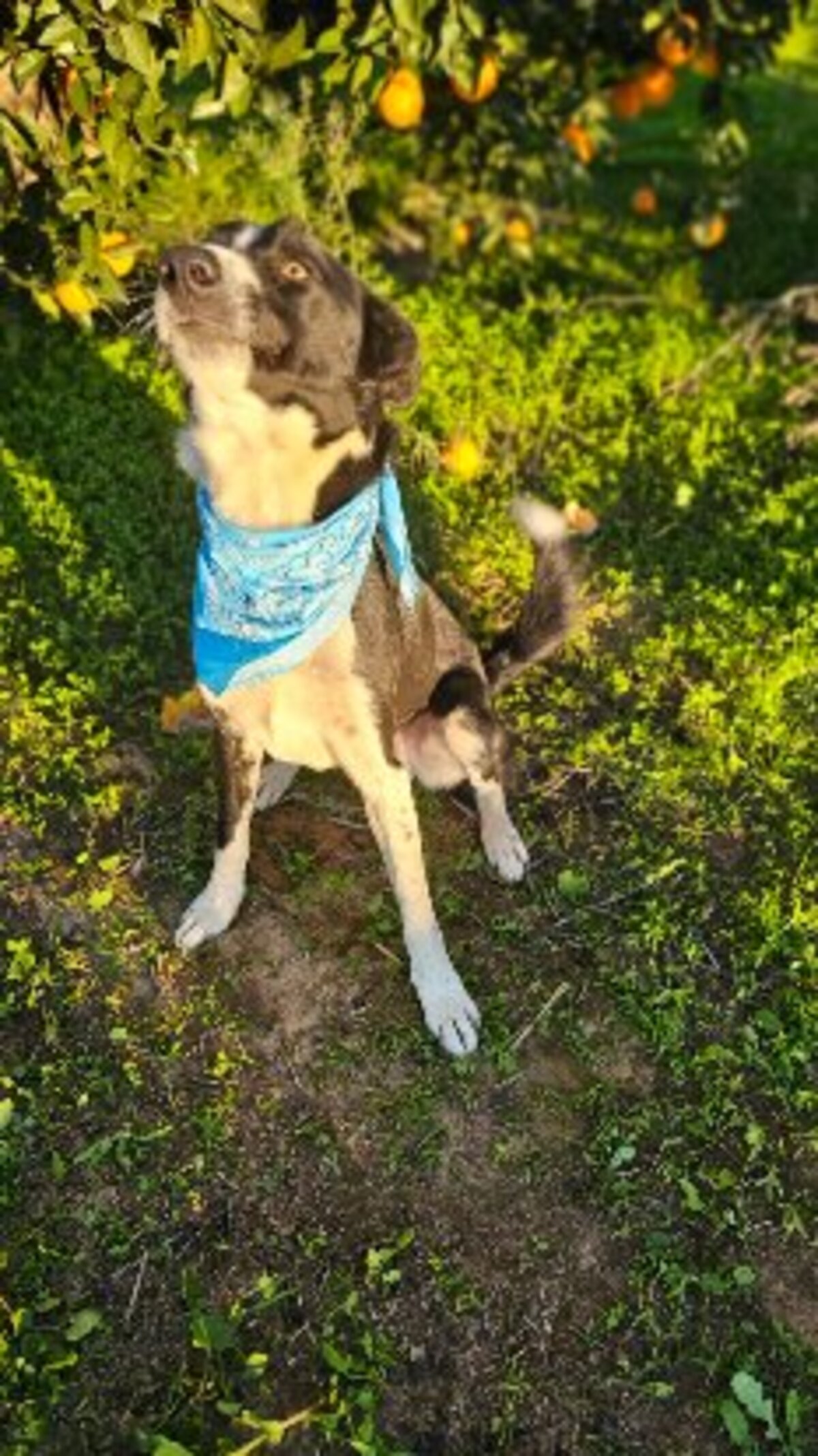Adoption Rony