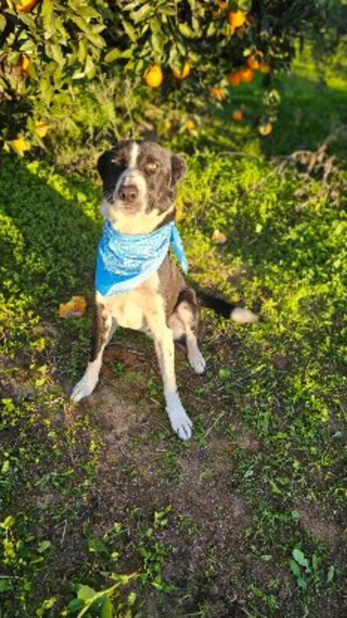 Adoption Rony